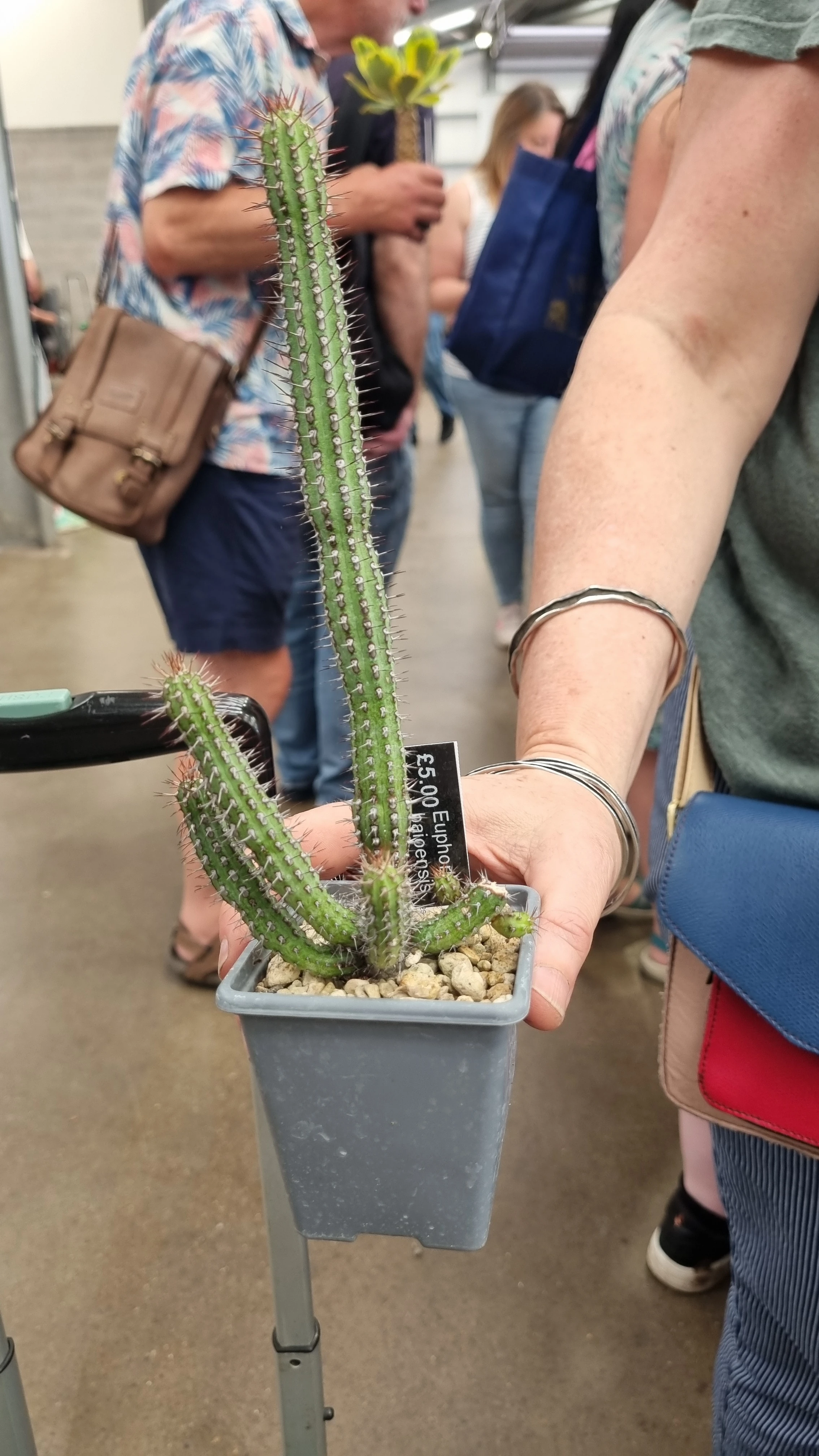 Euphorbia haioensisx
