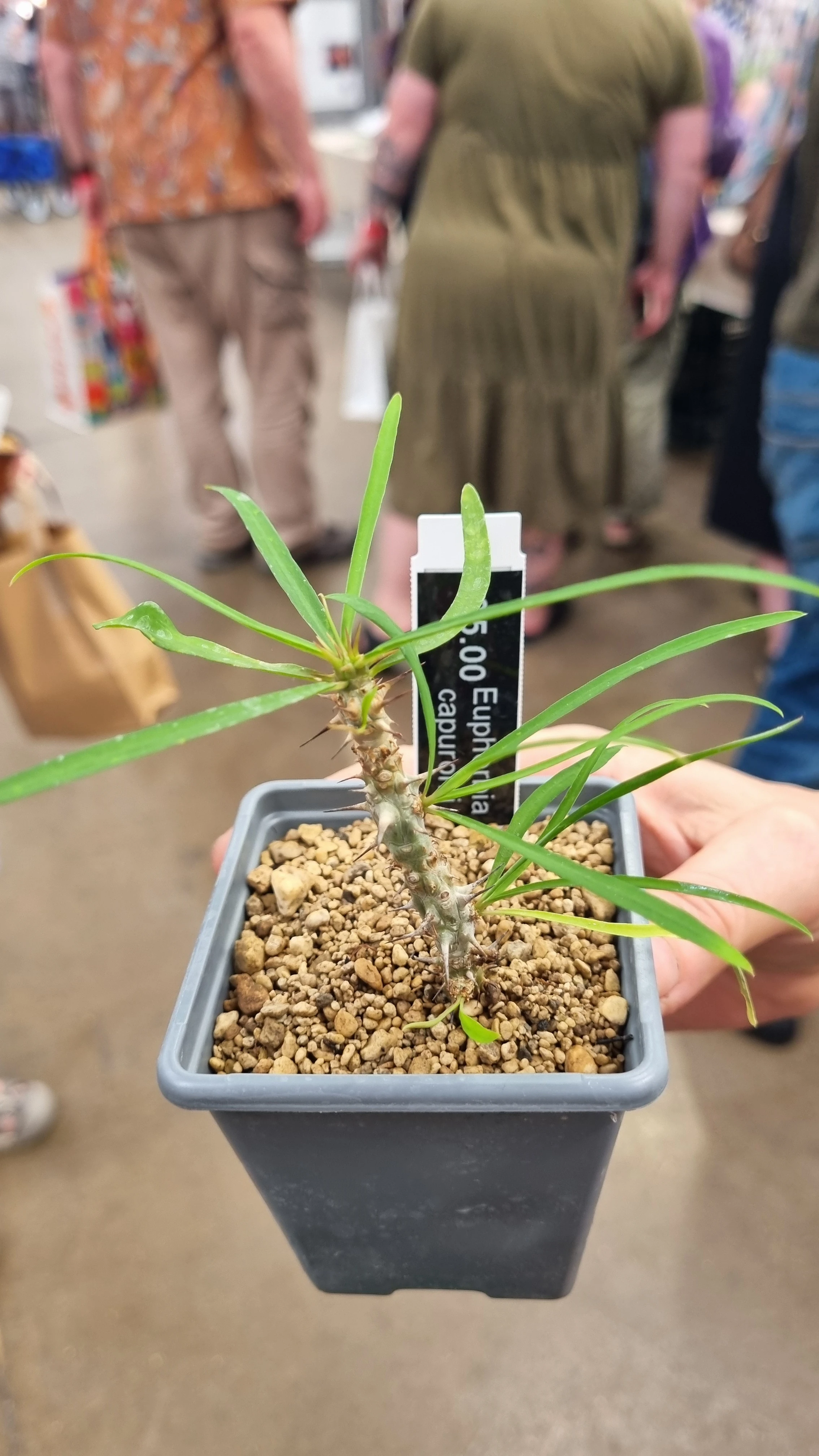 Euphorbia capuronii