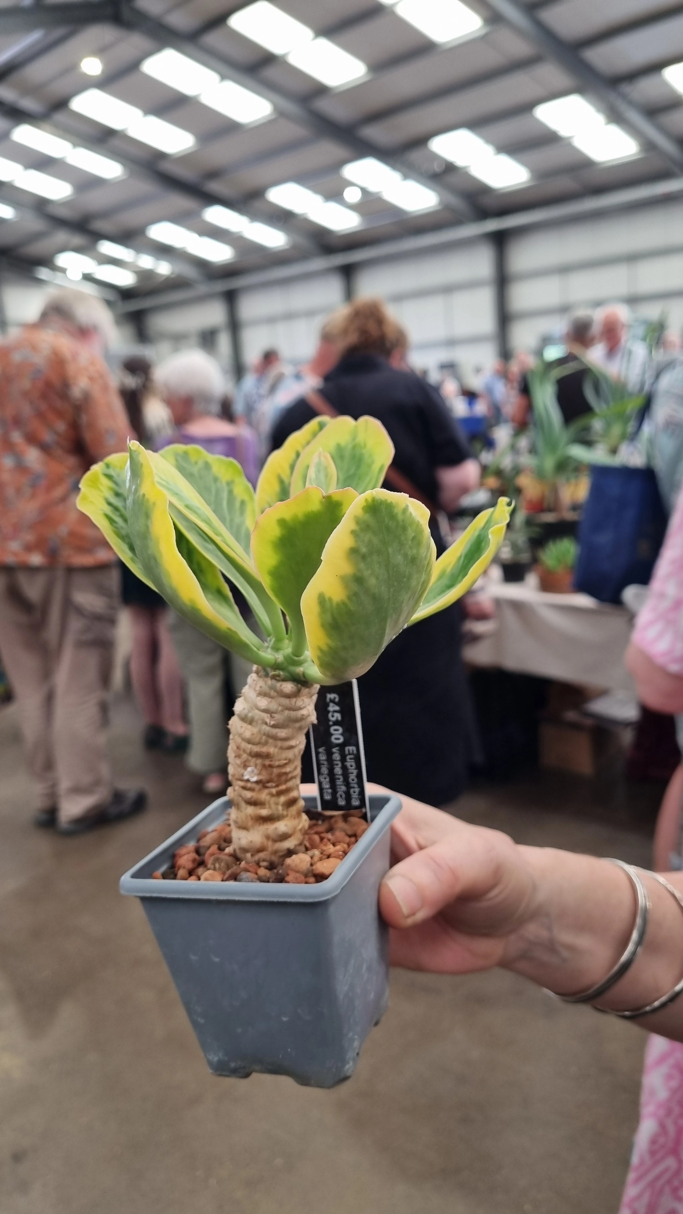 Euphorbia venenifica