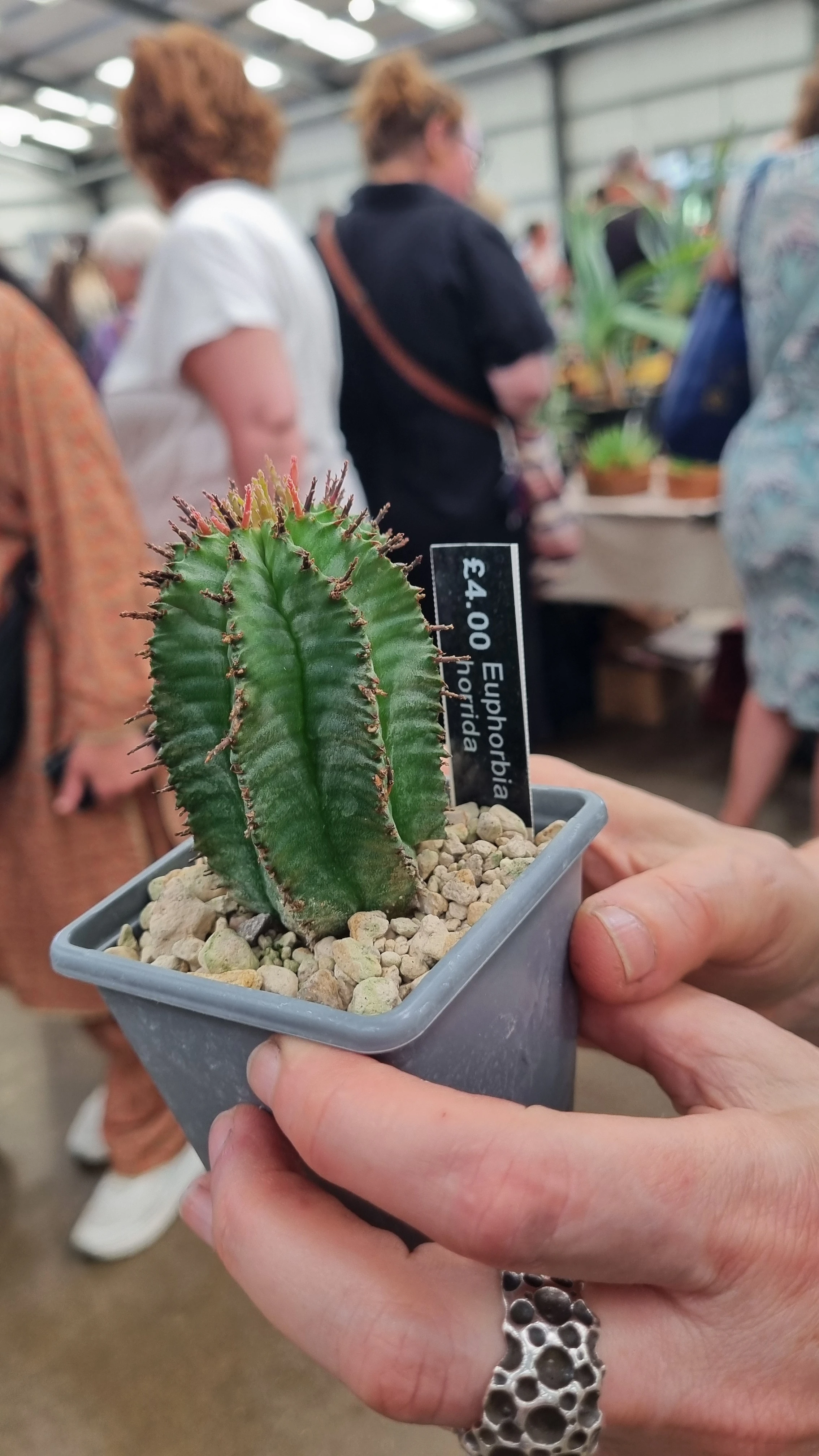 Euphorbia horrida
