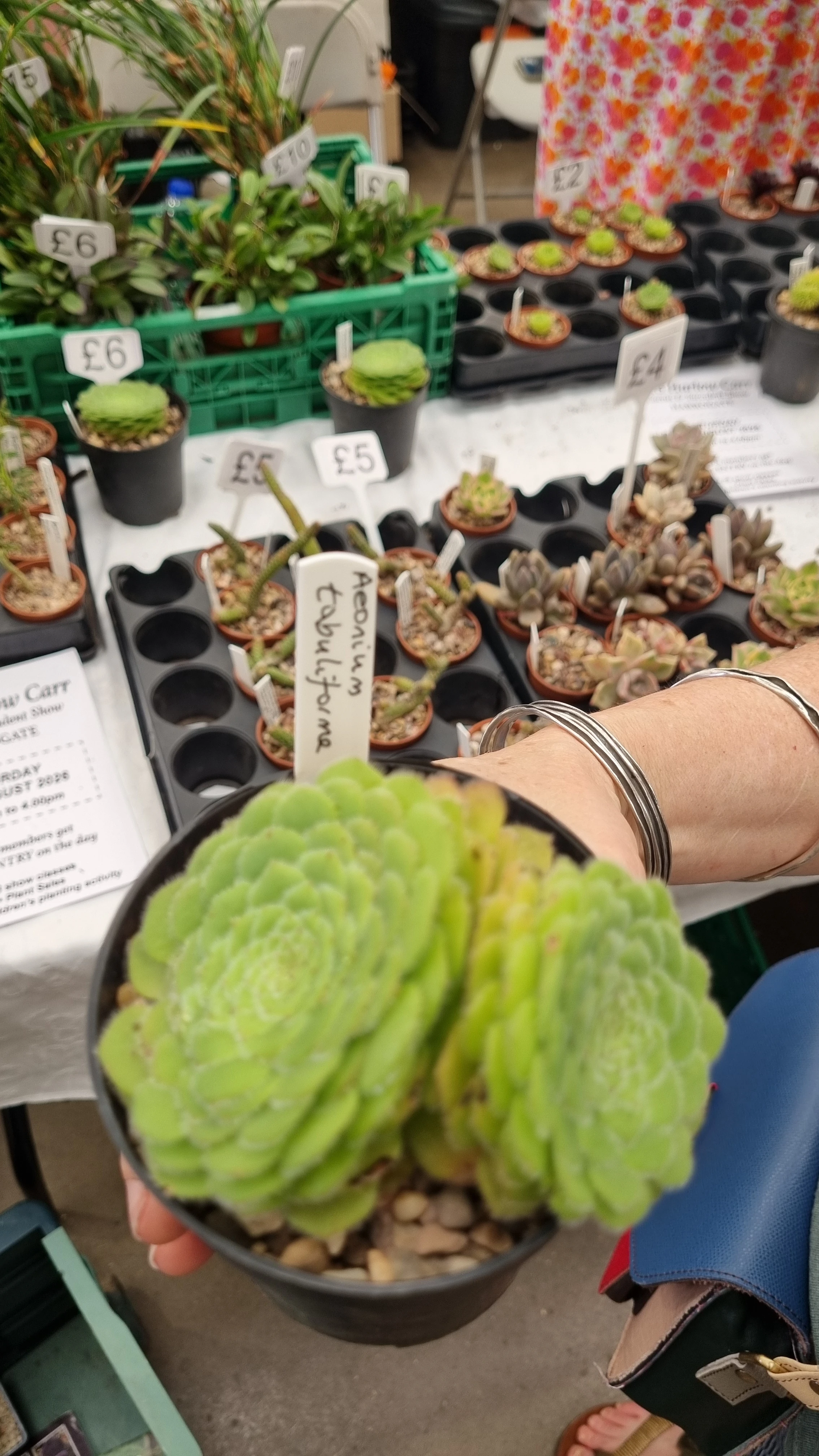 Aeonium tabuliforme