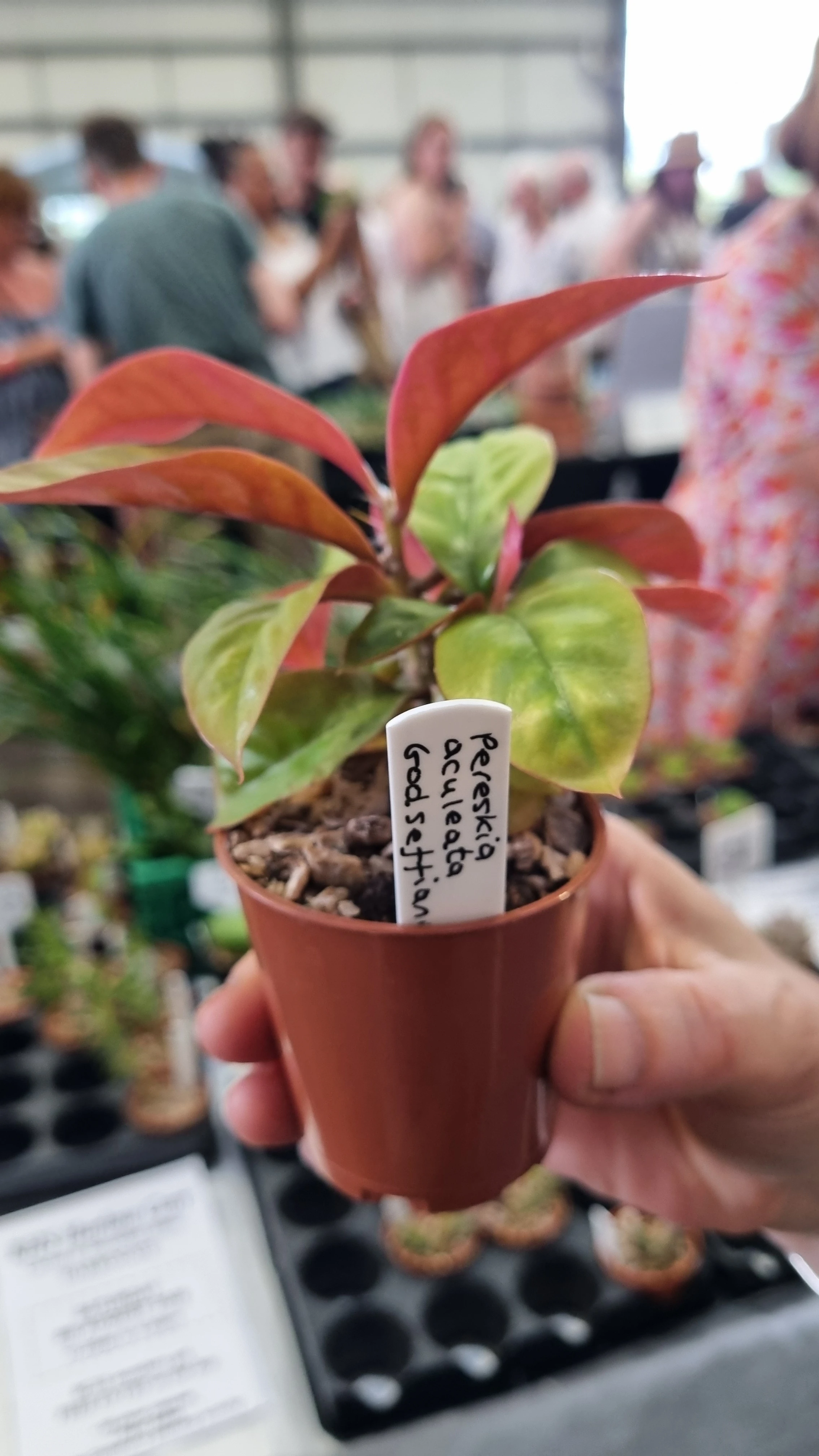 Pereskia aculeata Godseffiana