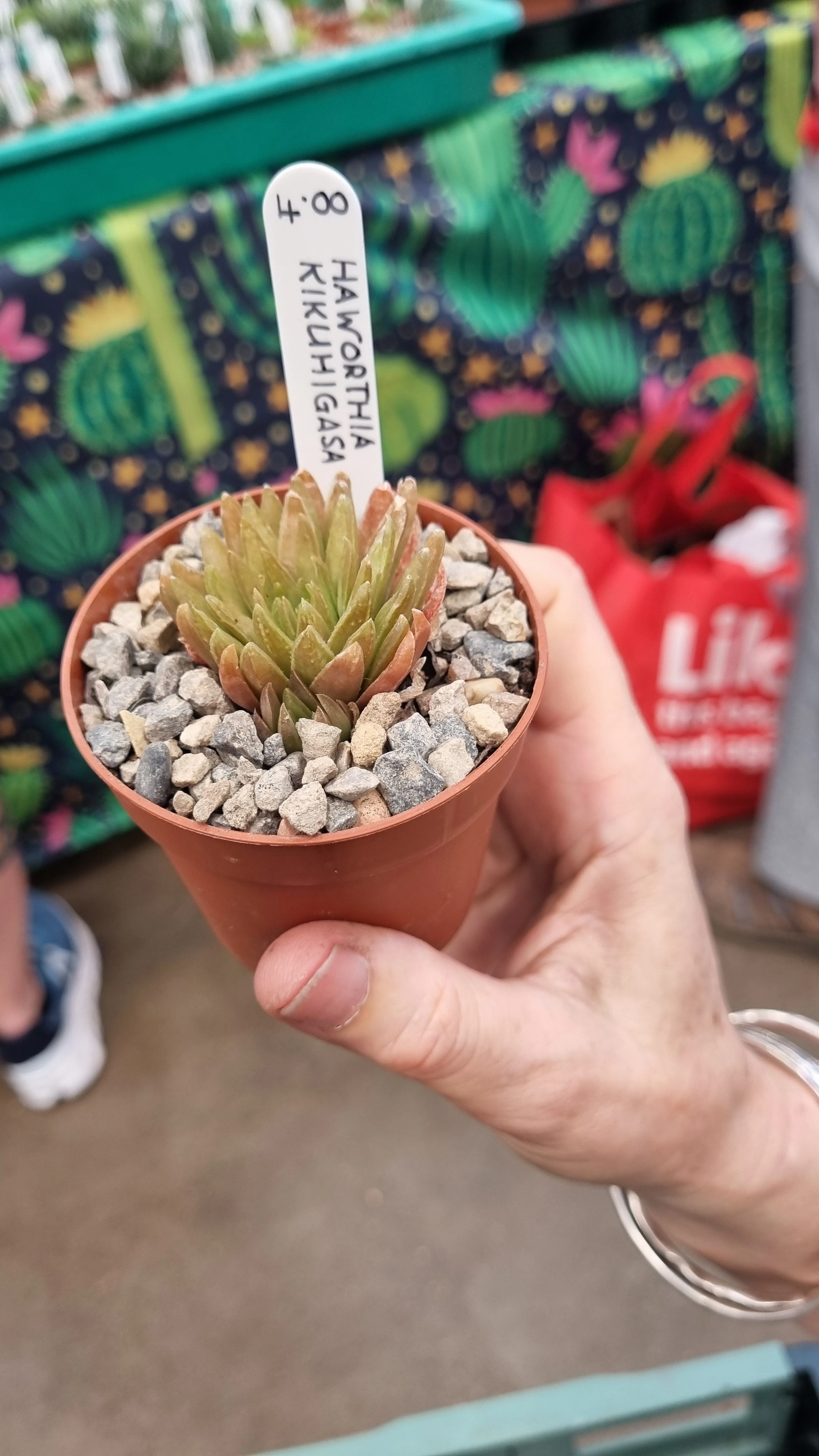 Haworthia