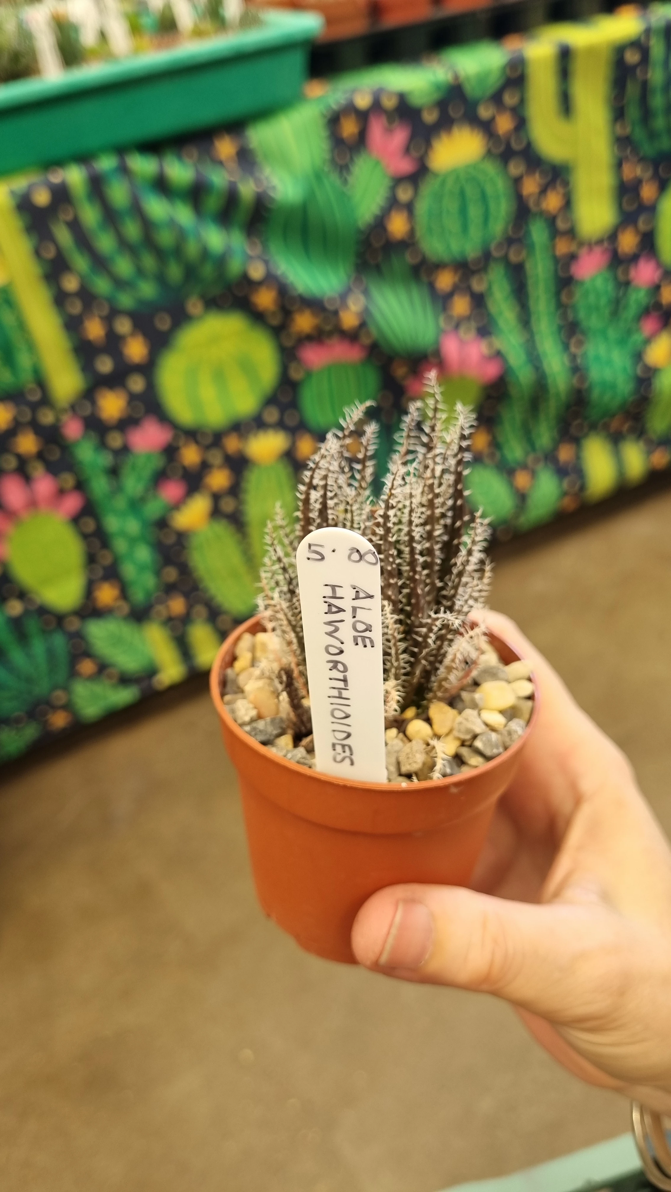 Haworthia ALOE