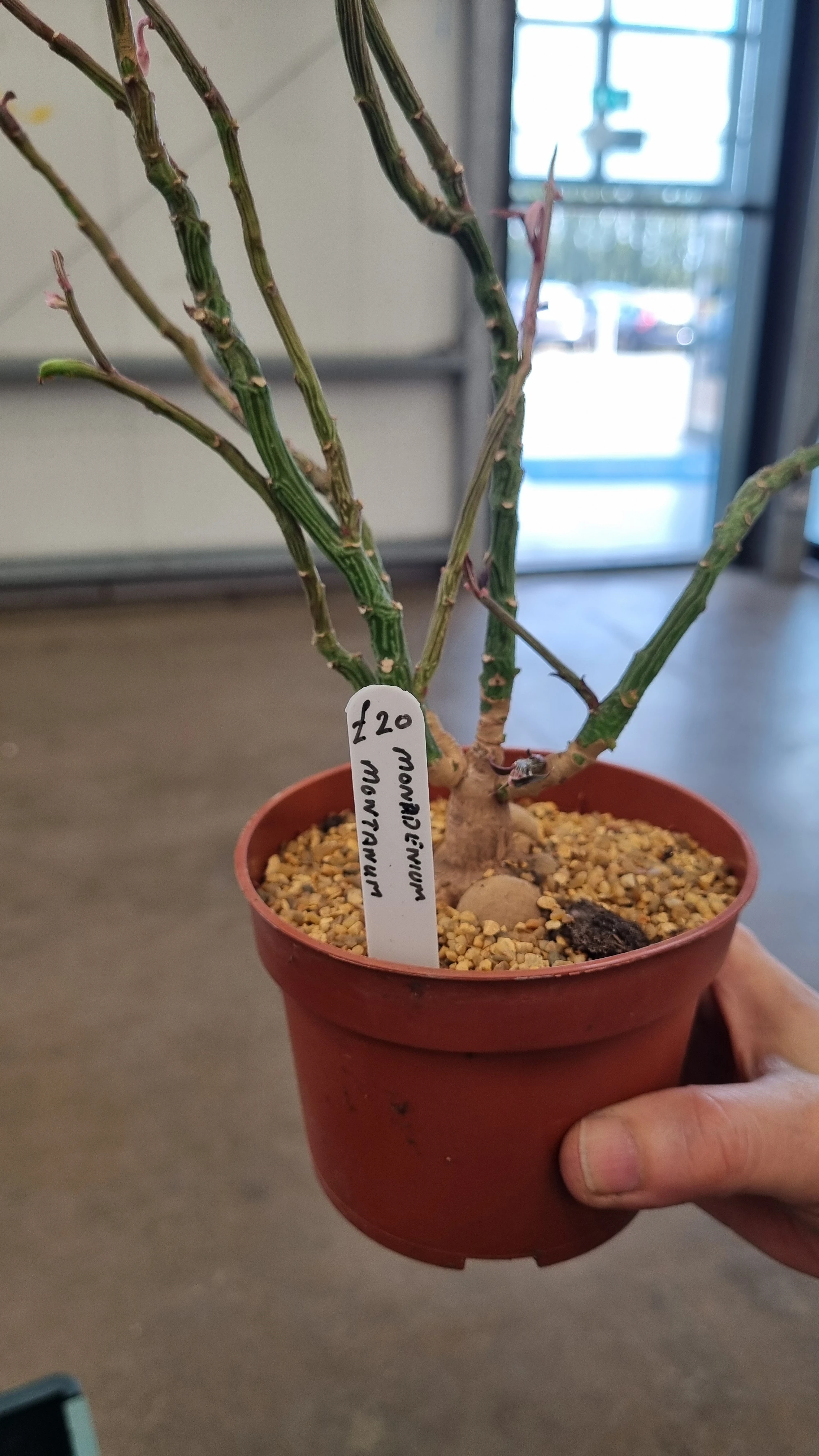Monadenium montanum