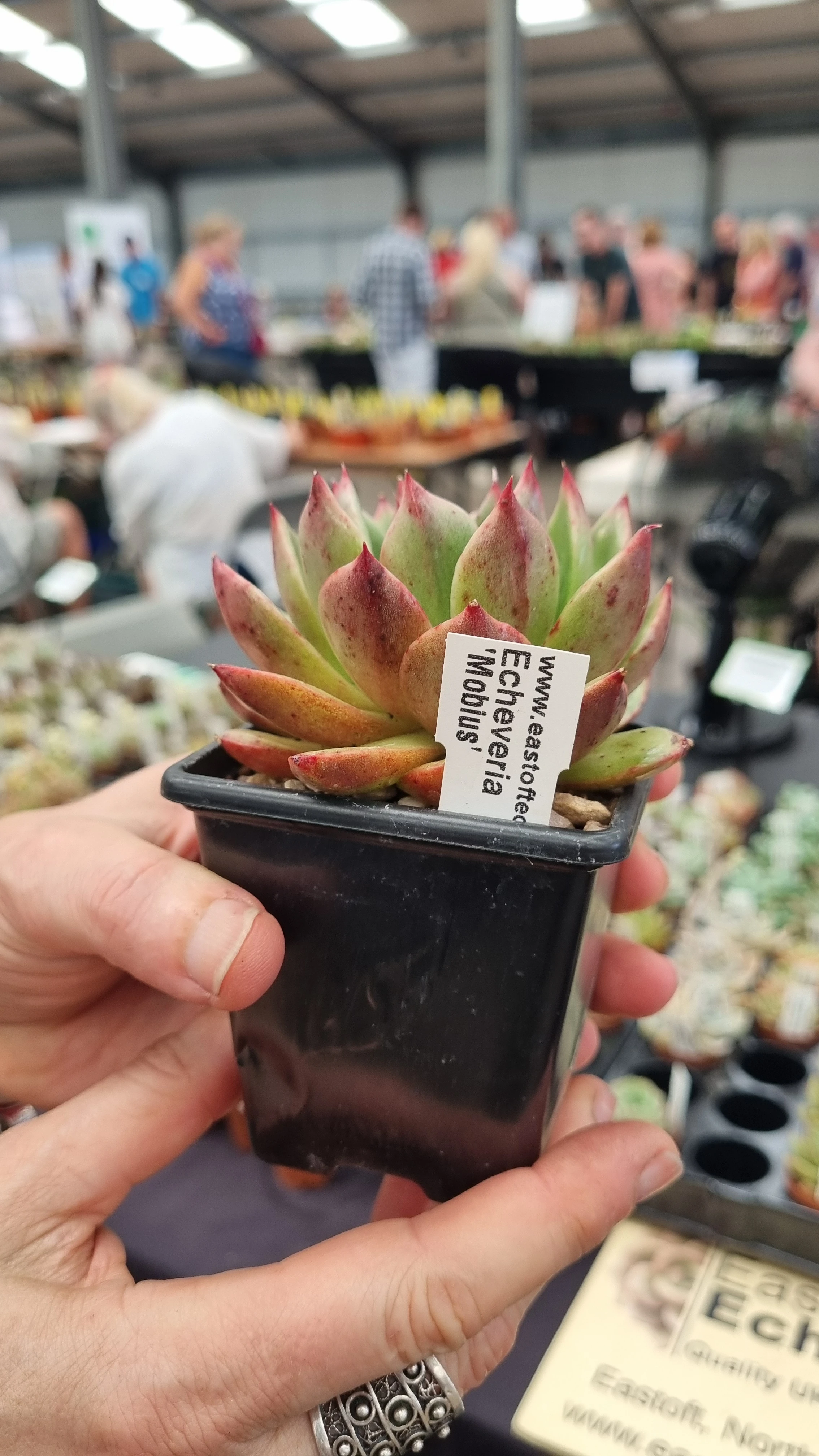Echeveria monicae