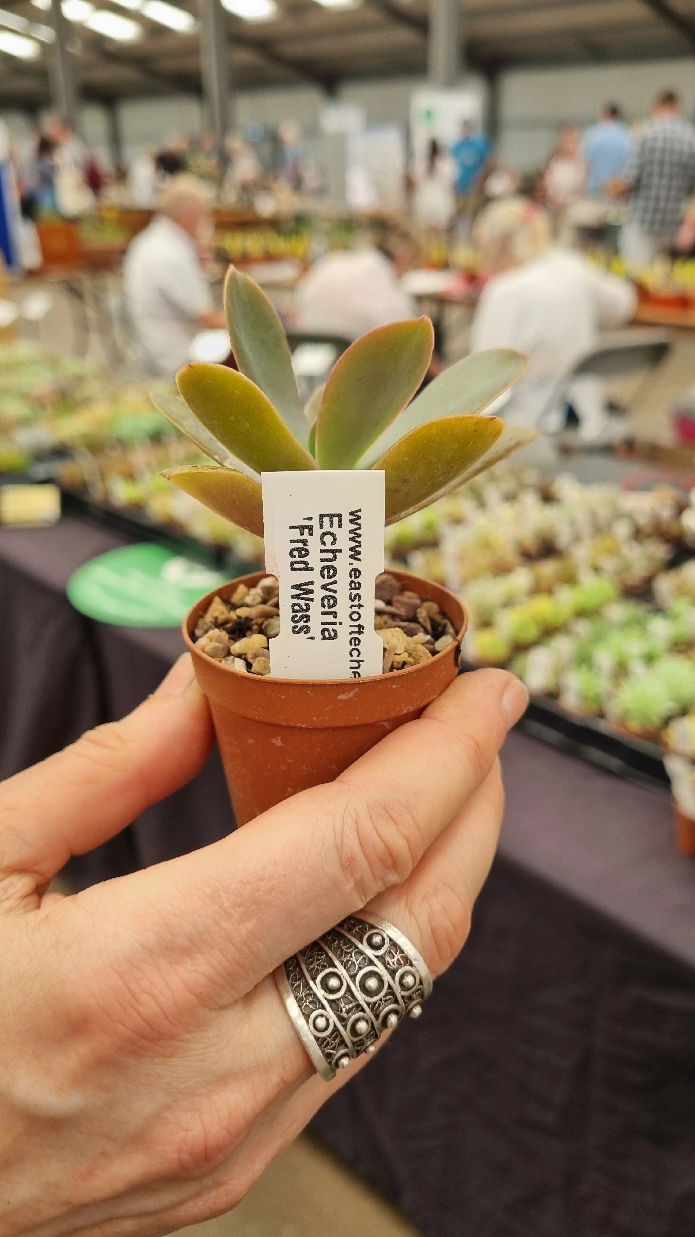 Echeveria Fred Wass