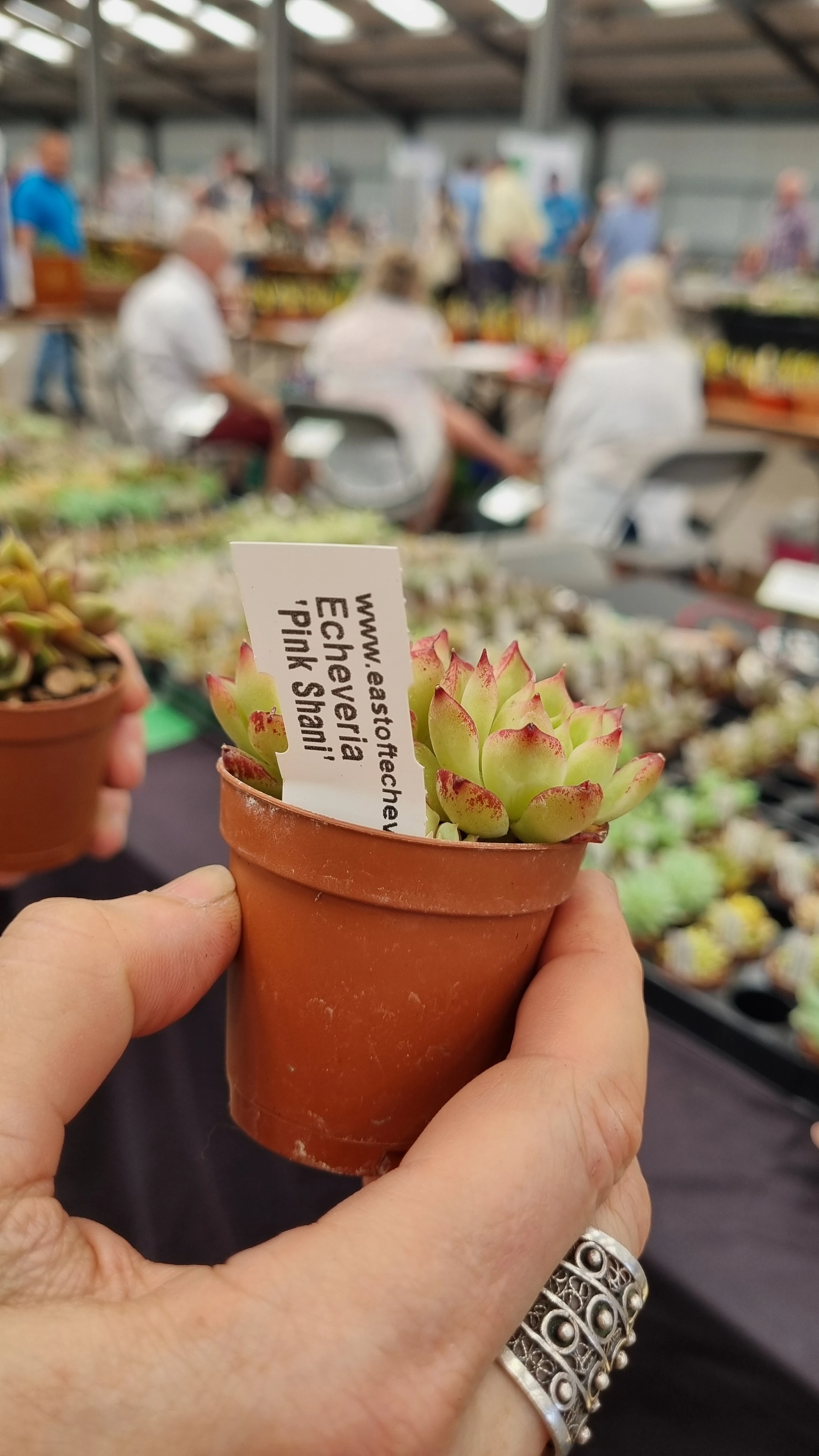 Echeveria pinetorum