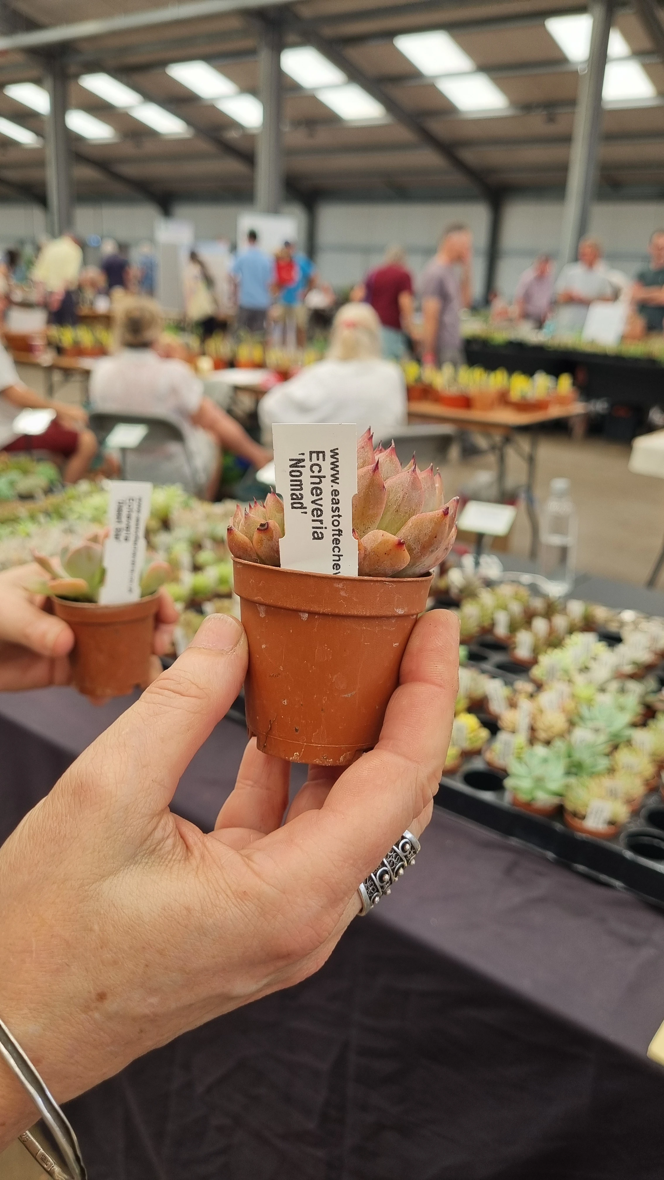 Echeveria eastofteche Nomad