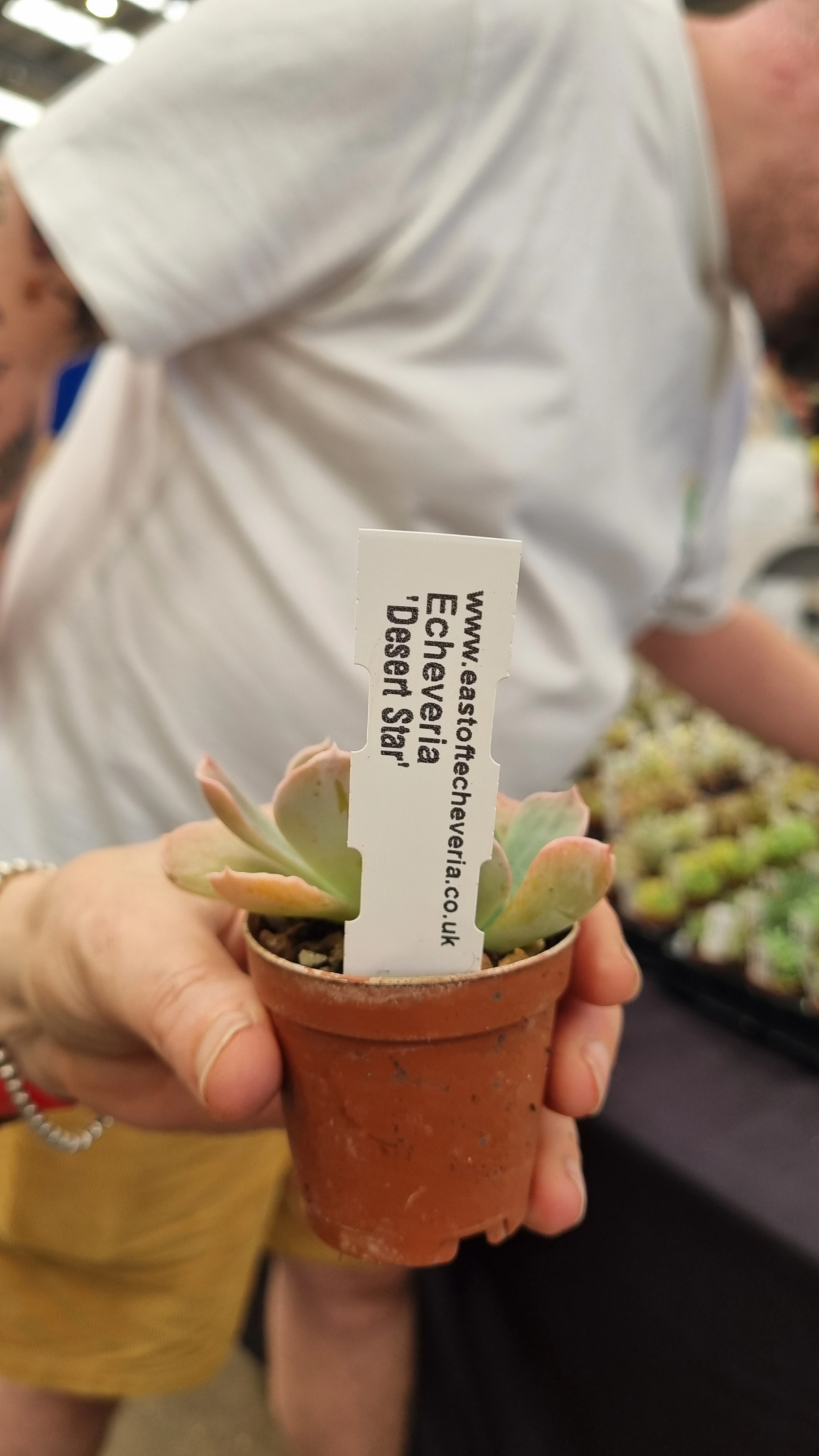 Echeveria eastoftecheveria Desert Star