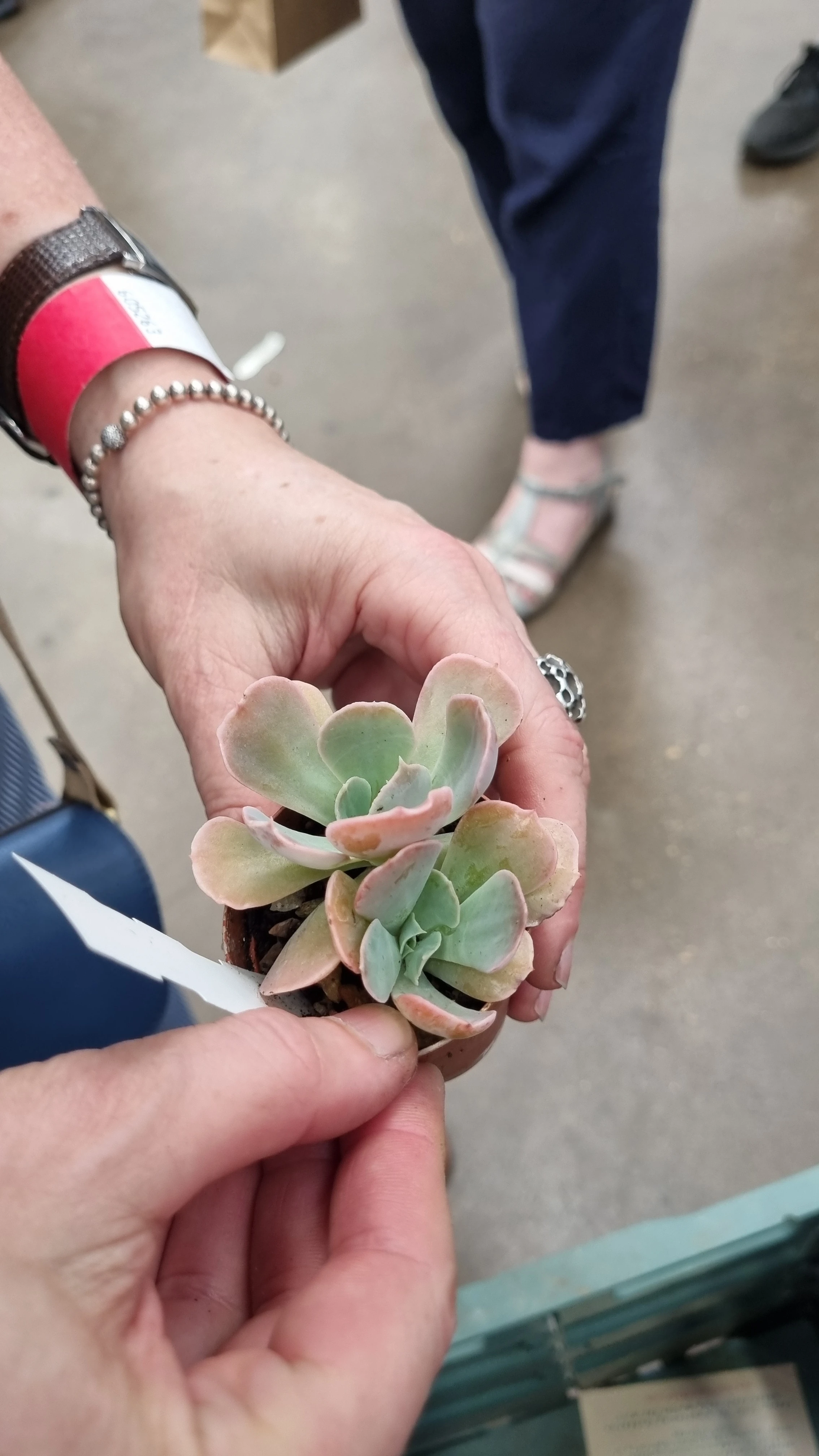 Unknown plant