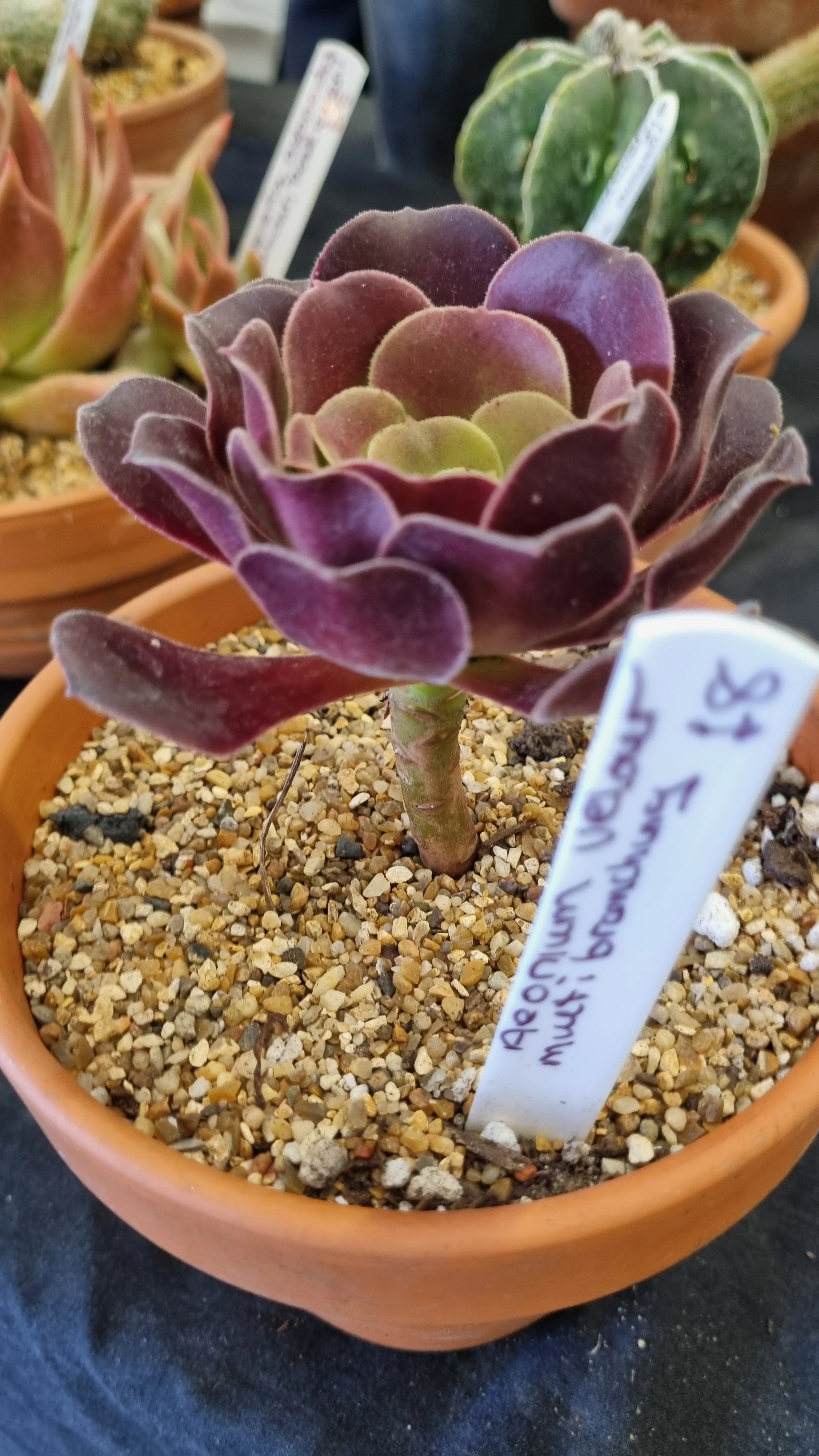 Aeonium mutibrond veour