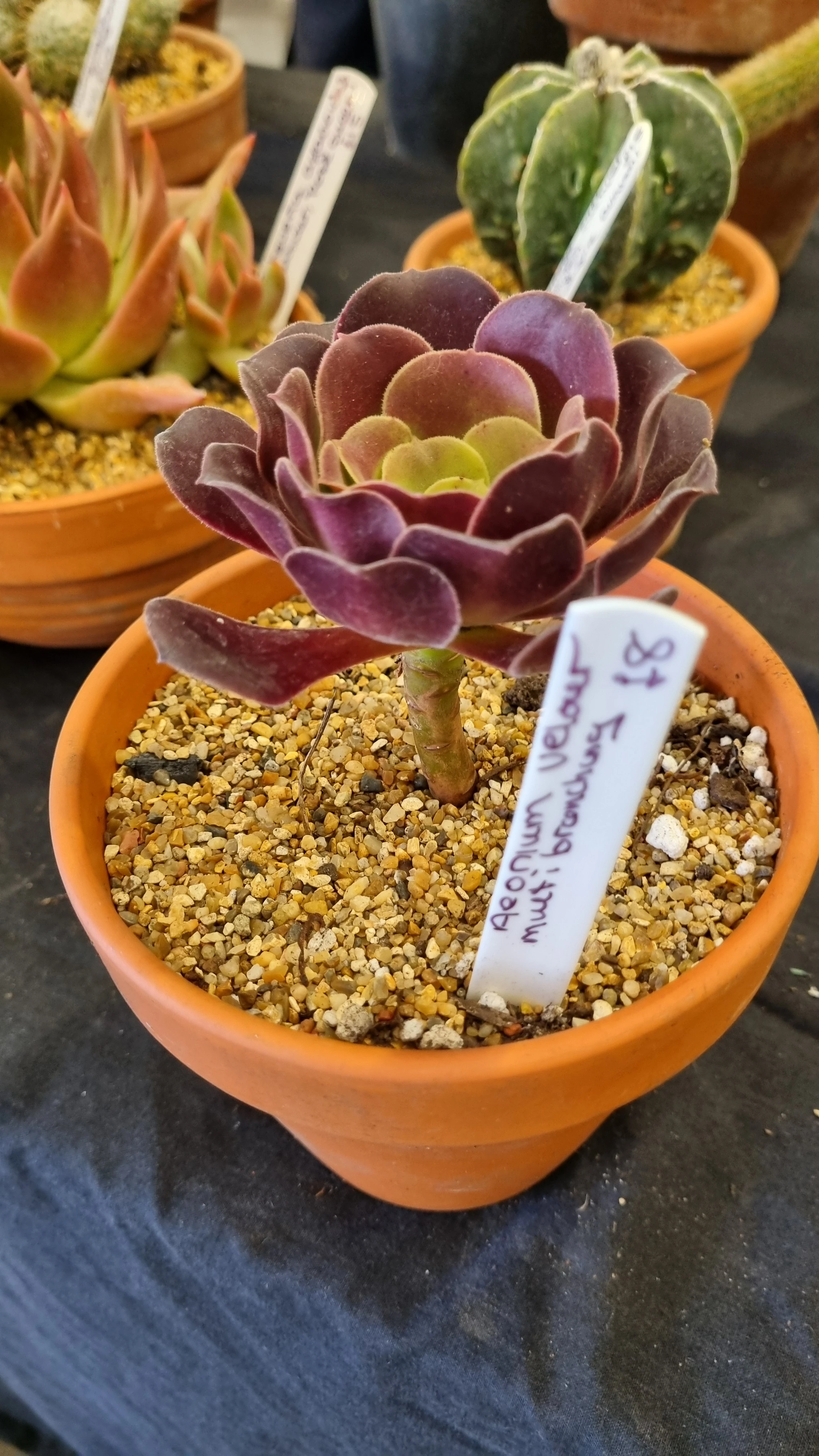 Aeonium veour
