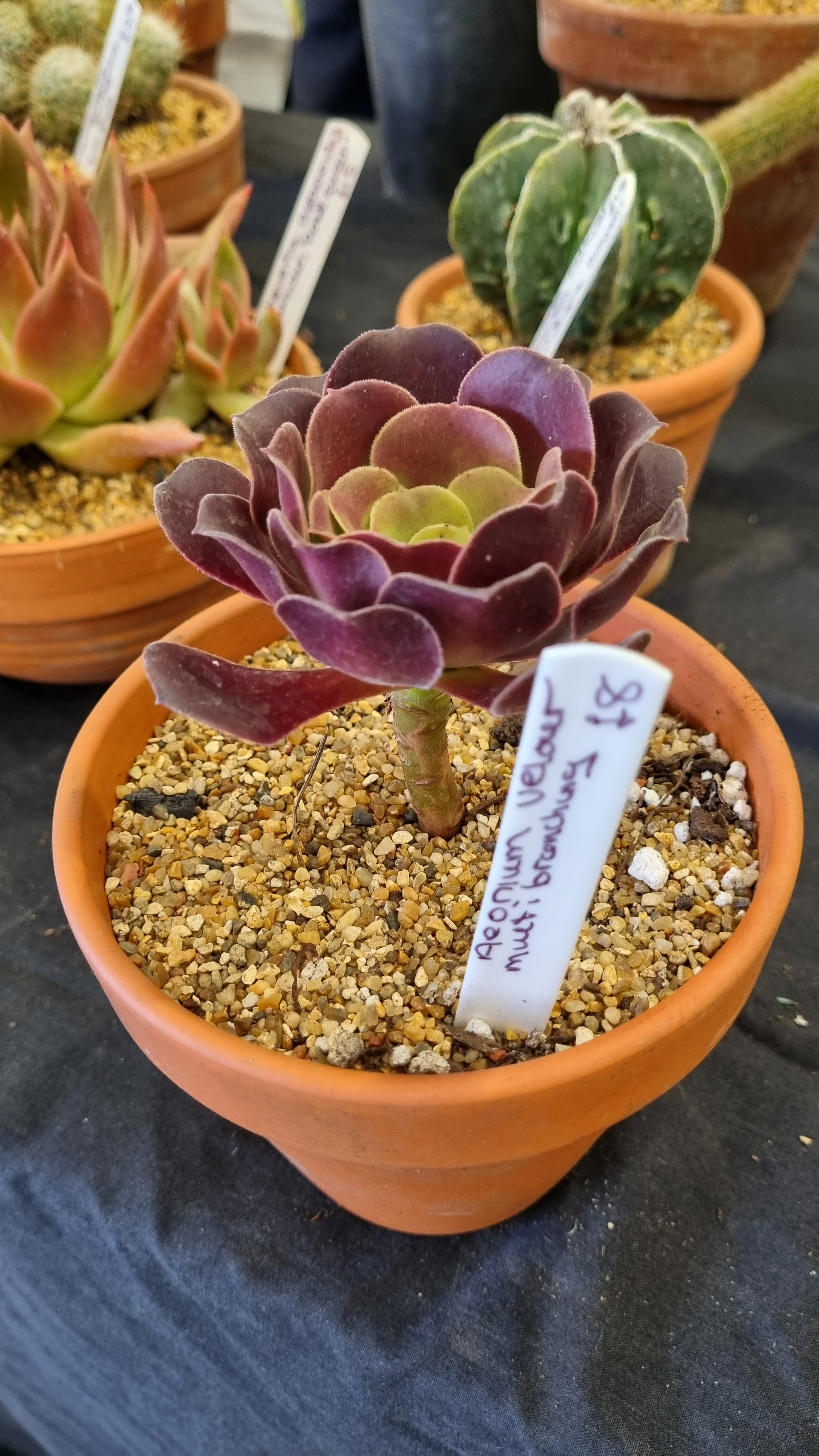 Aeonium