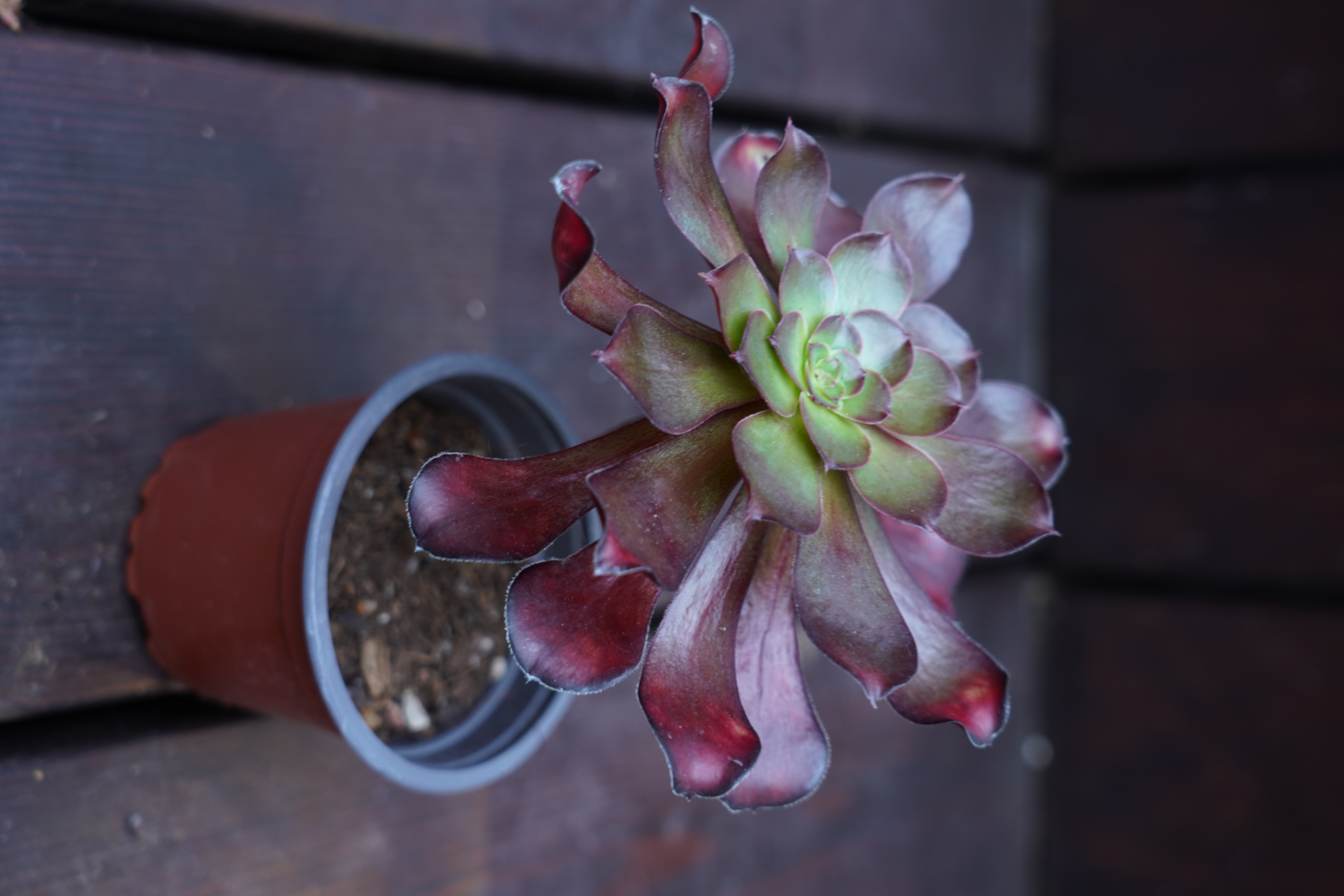 Aeonium 'Colossus'
