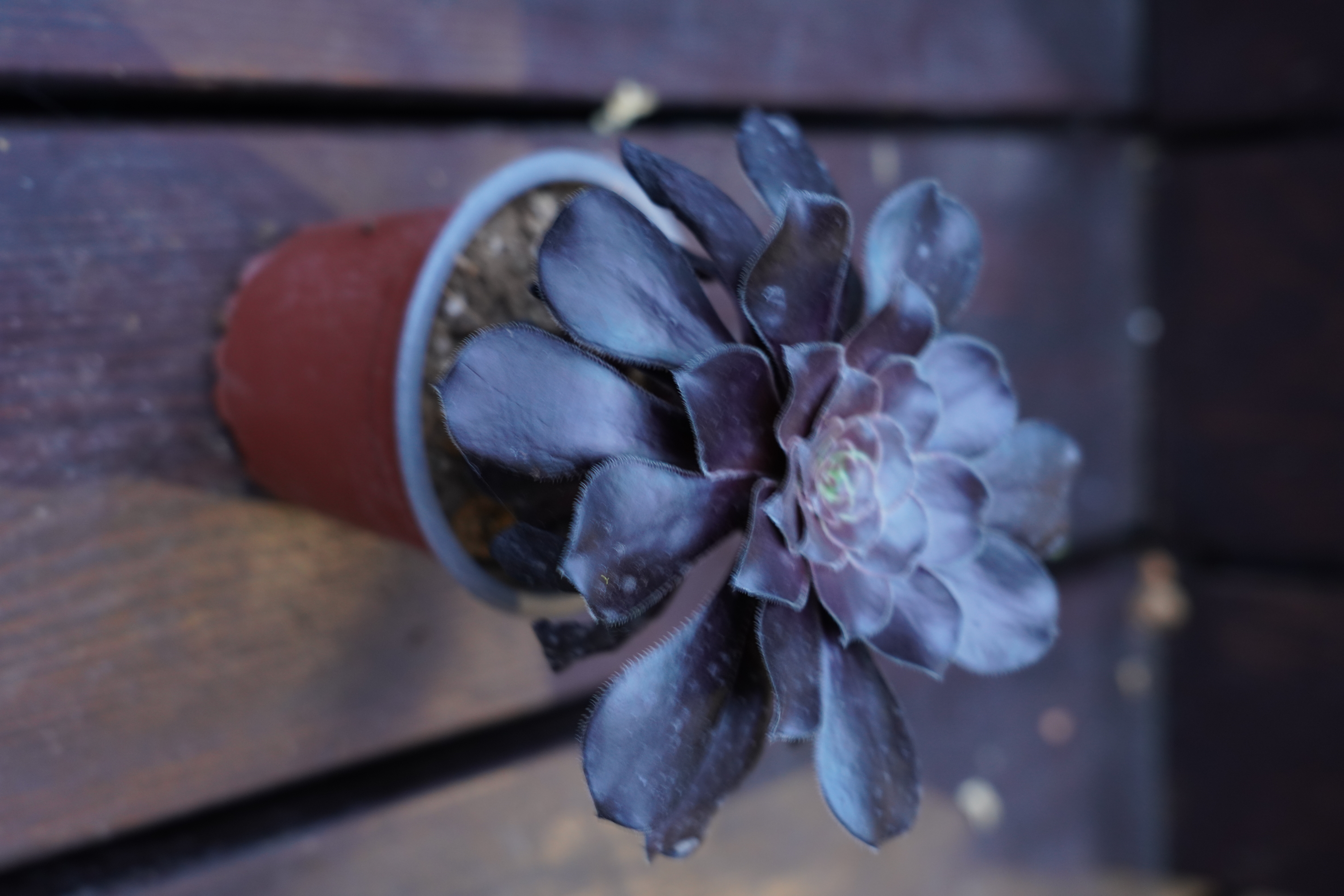 Aeonium 'Coronation'