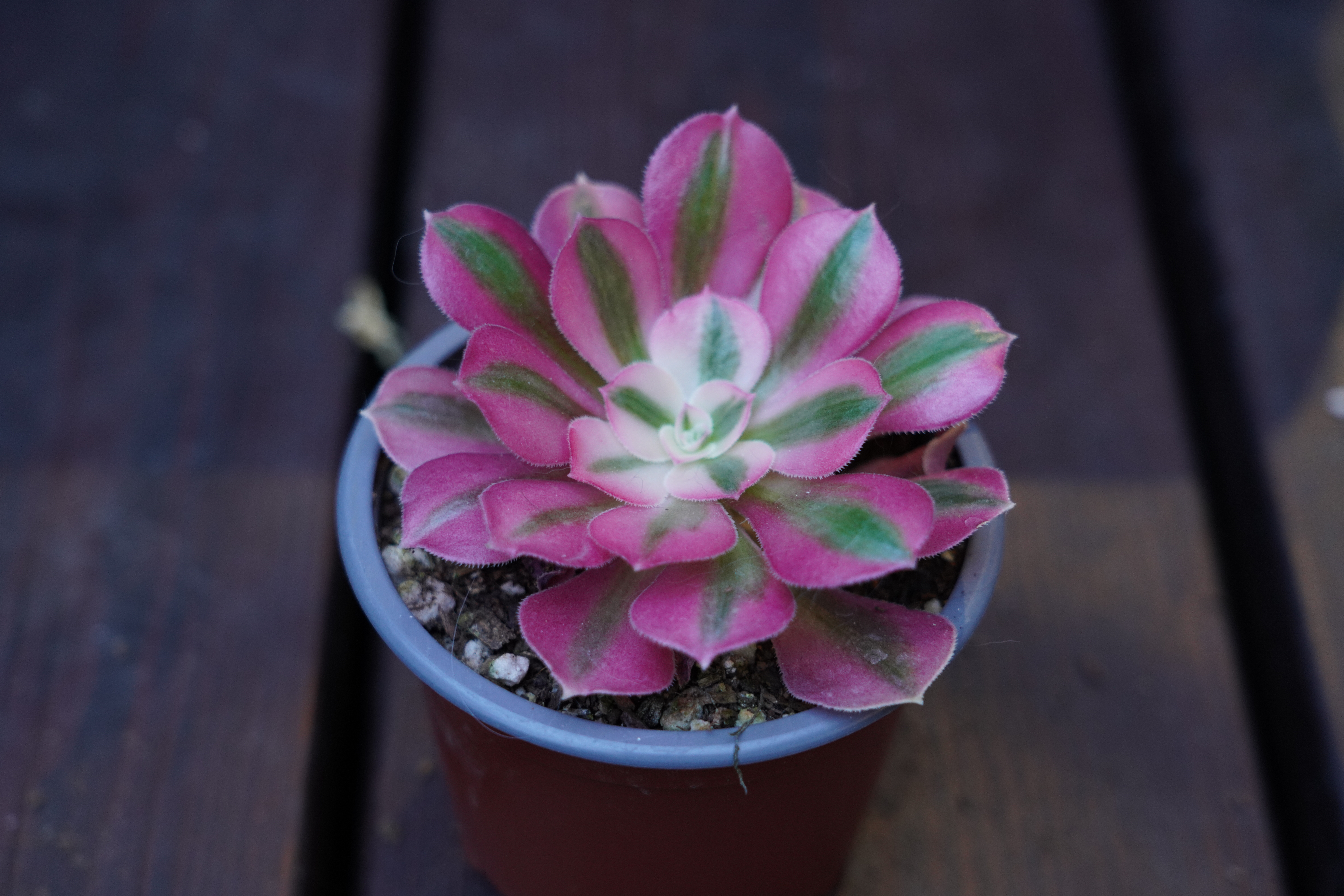 Aeonium 'Pink Witch'
