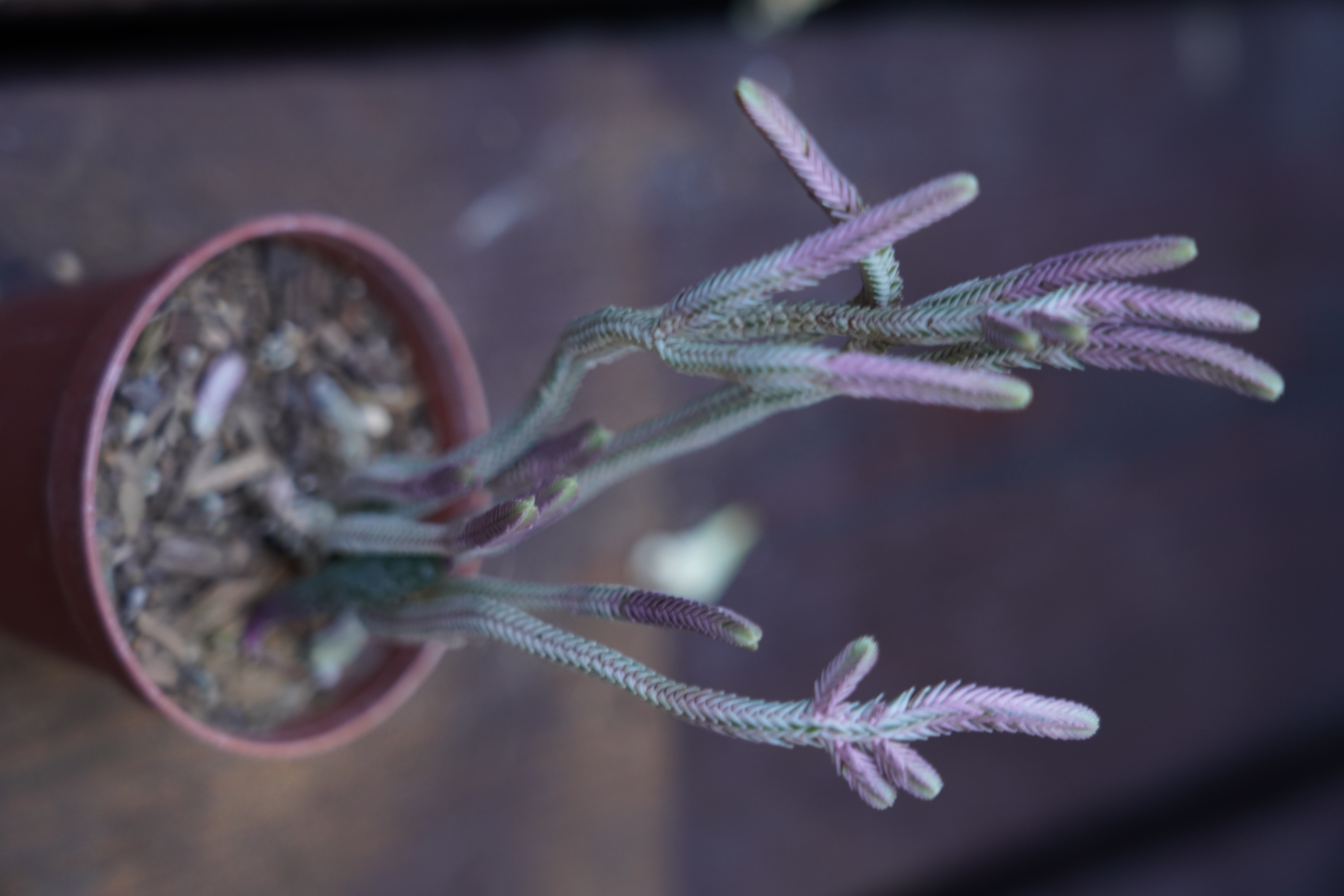 Crassula muscosa variegata