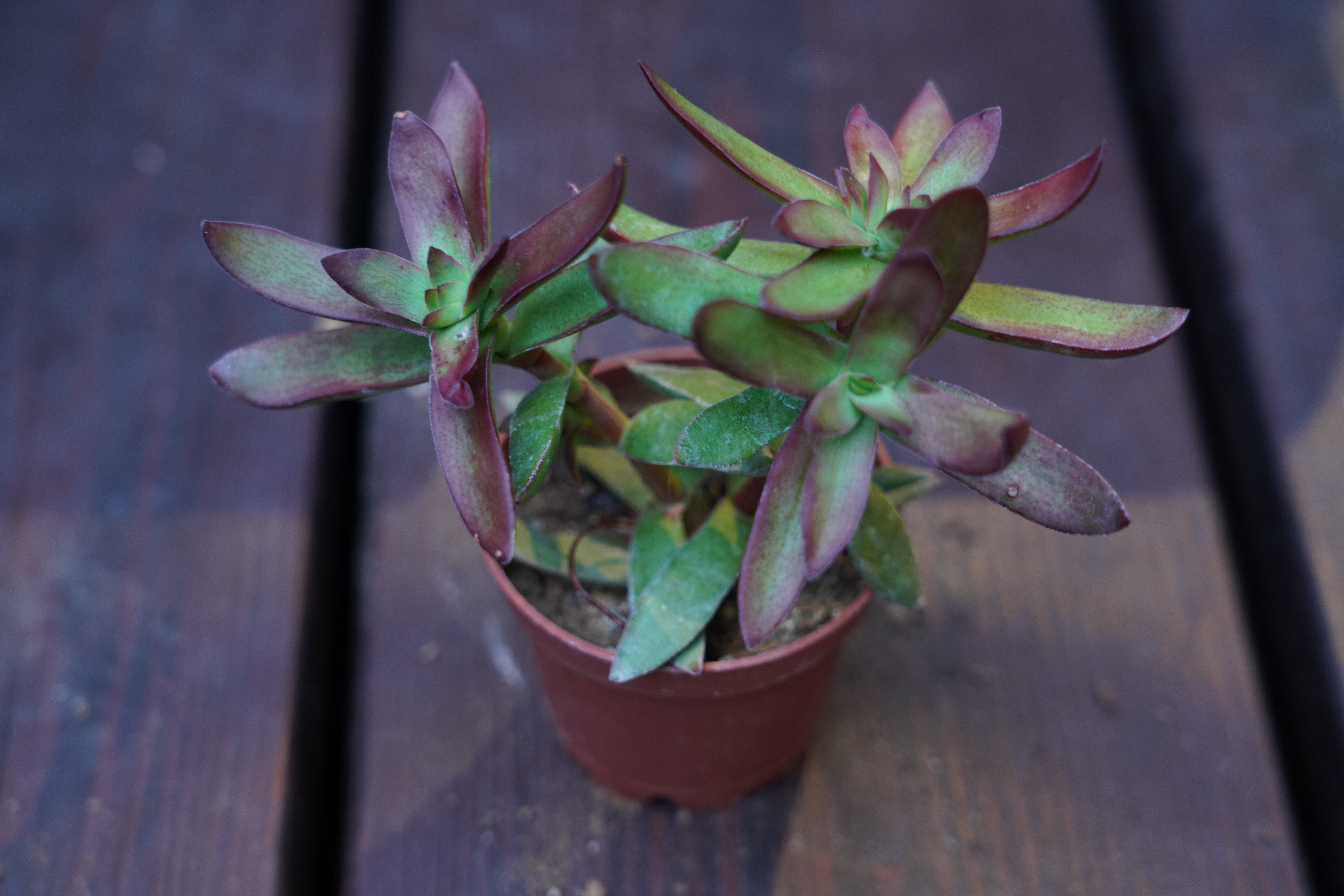 Crassula rubricaulis