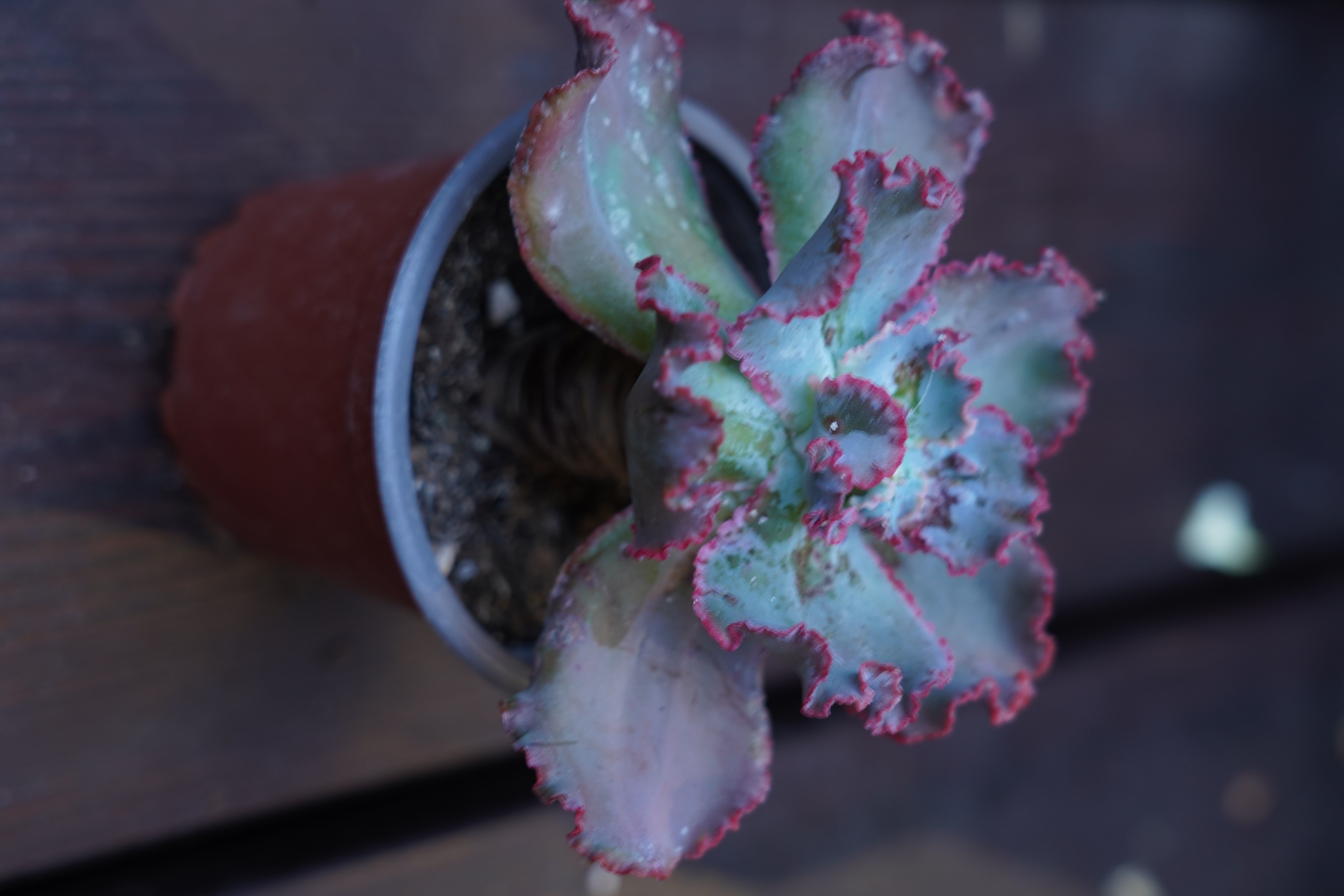 Echeveria 'Virginia Lee'