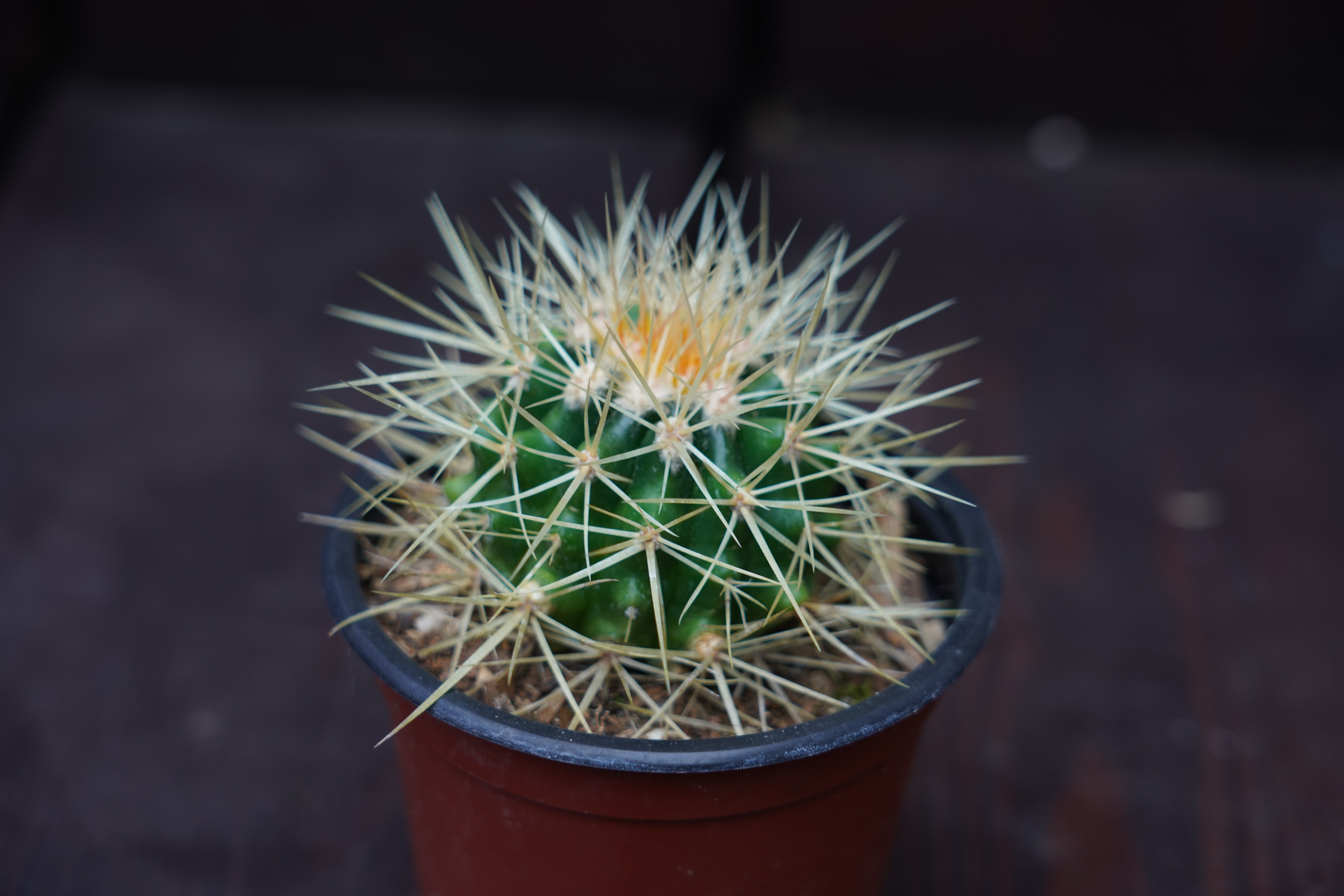 Echinocactus grusonii