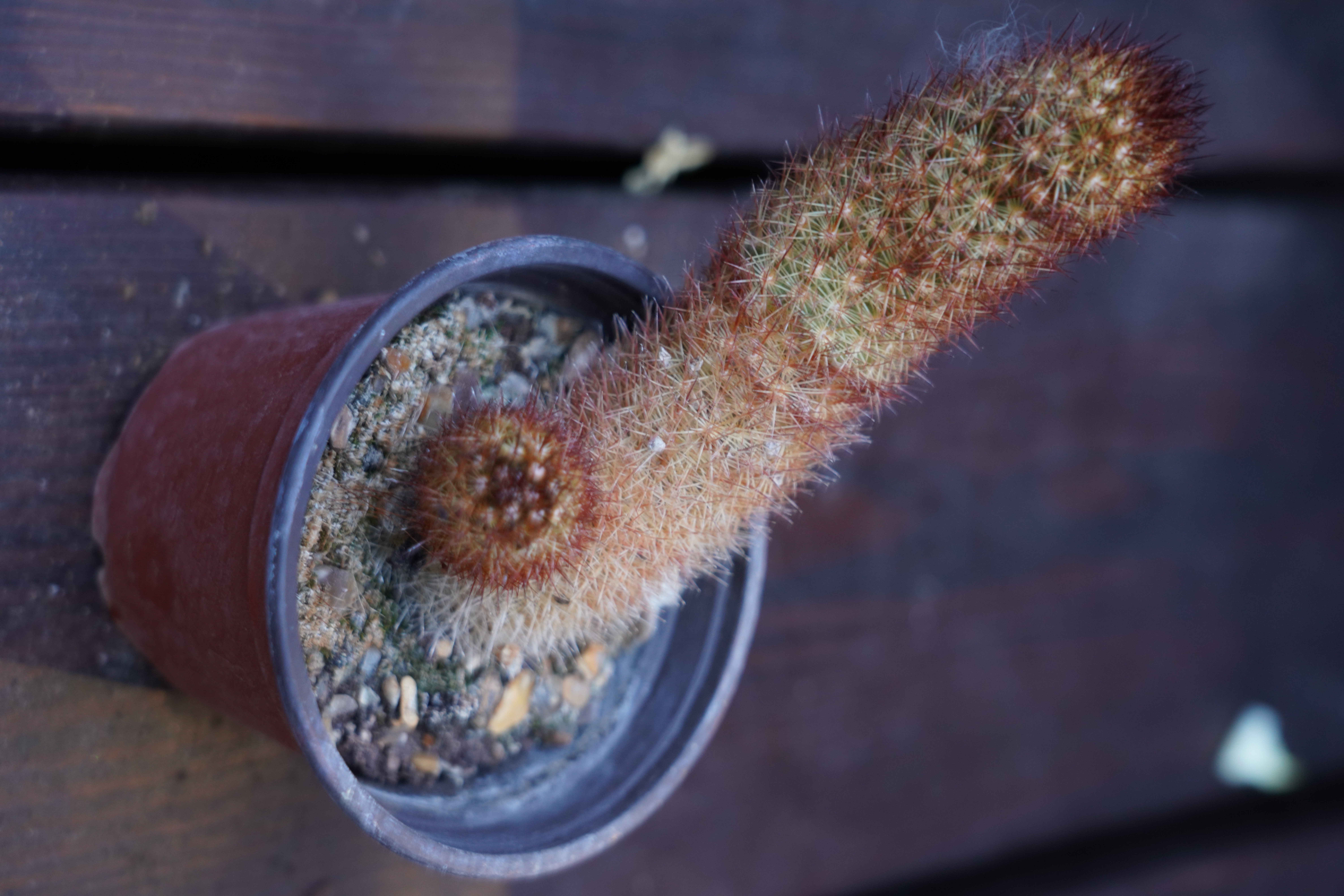 Mammillaria elongata