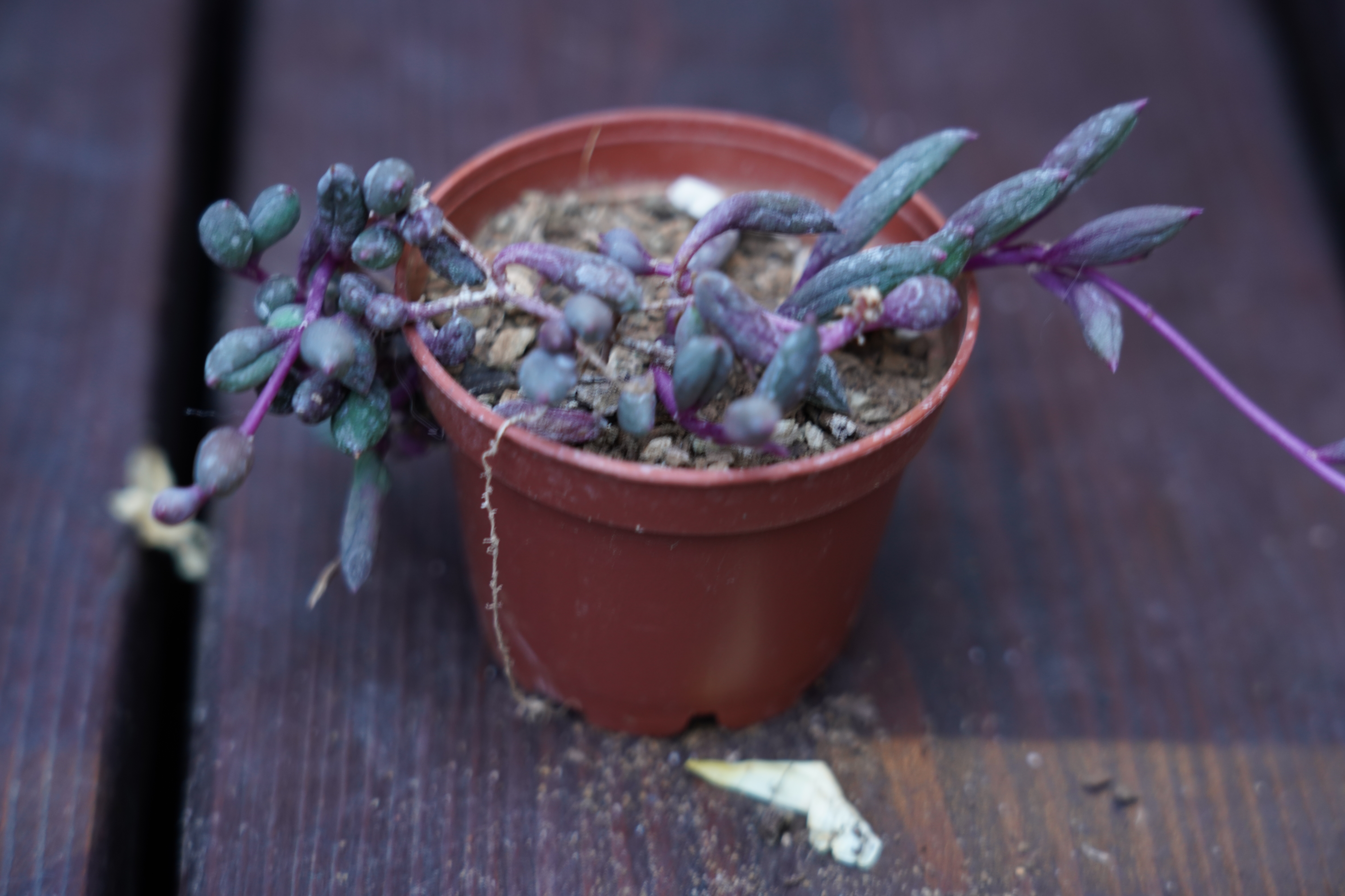 Othona 'Ruby Necklace'