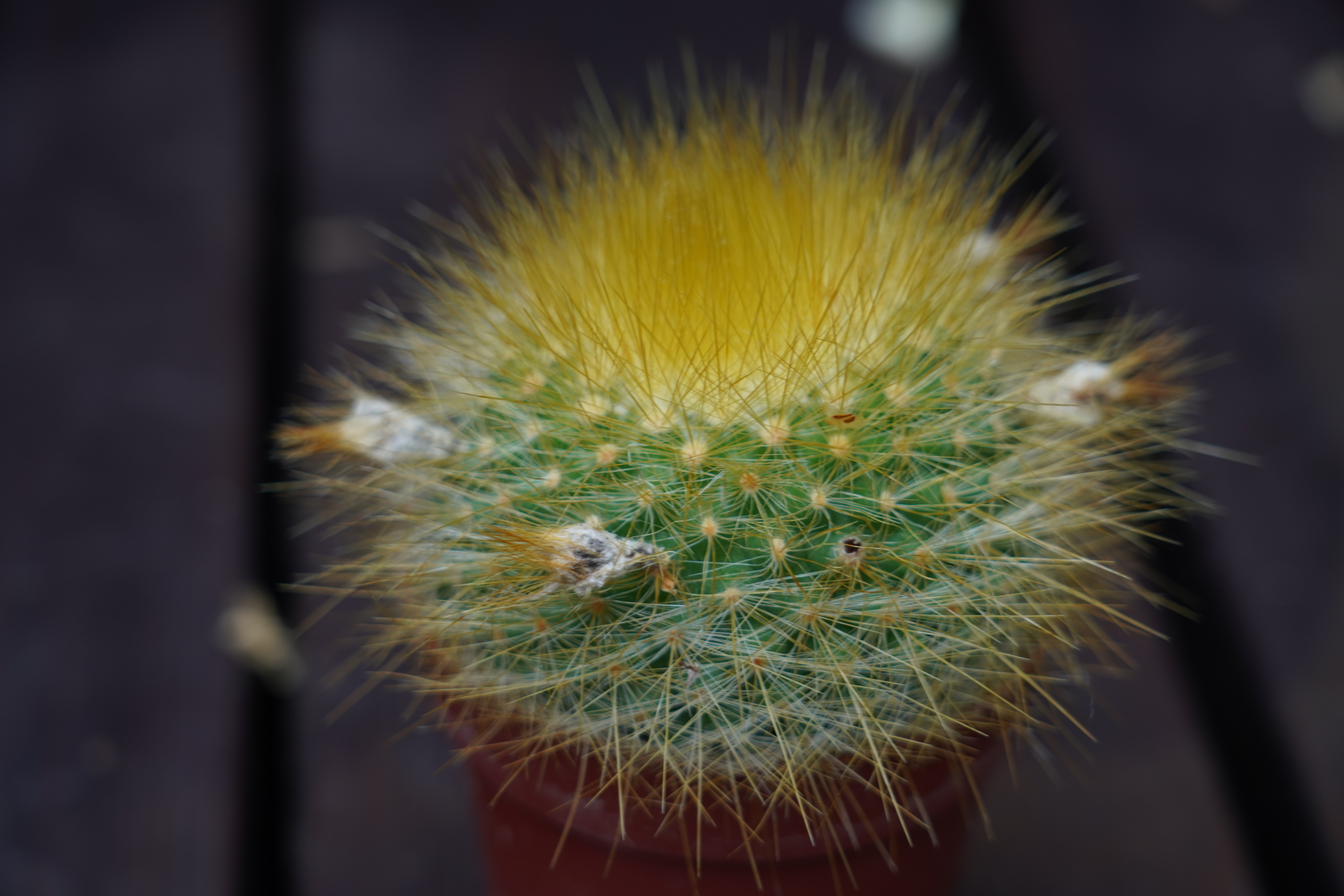 Parodia chrysacanthion