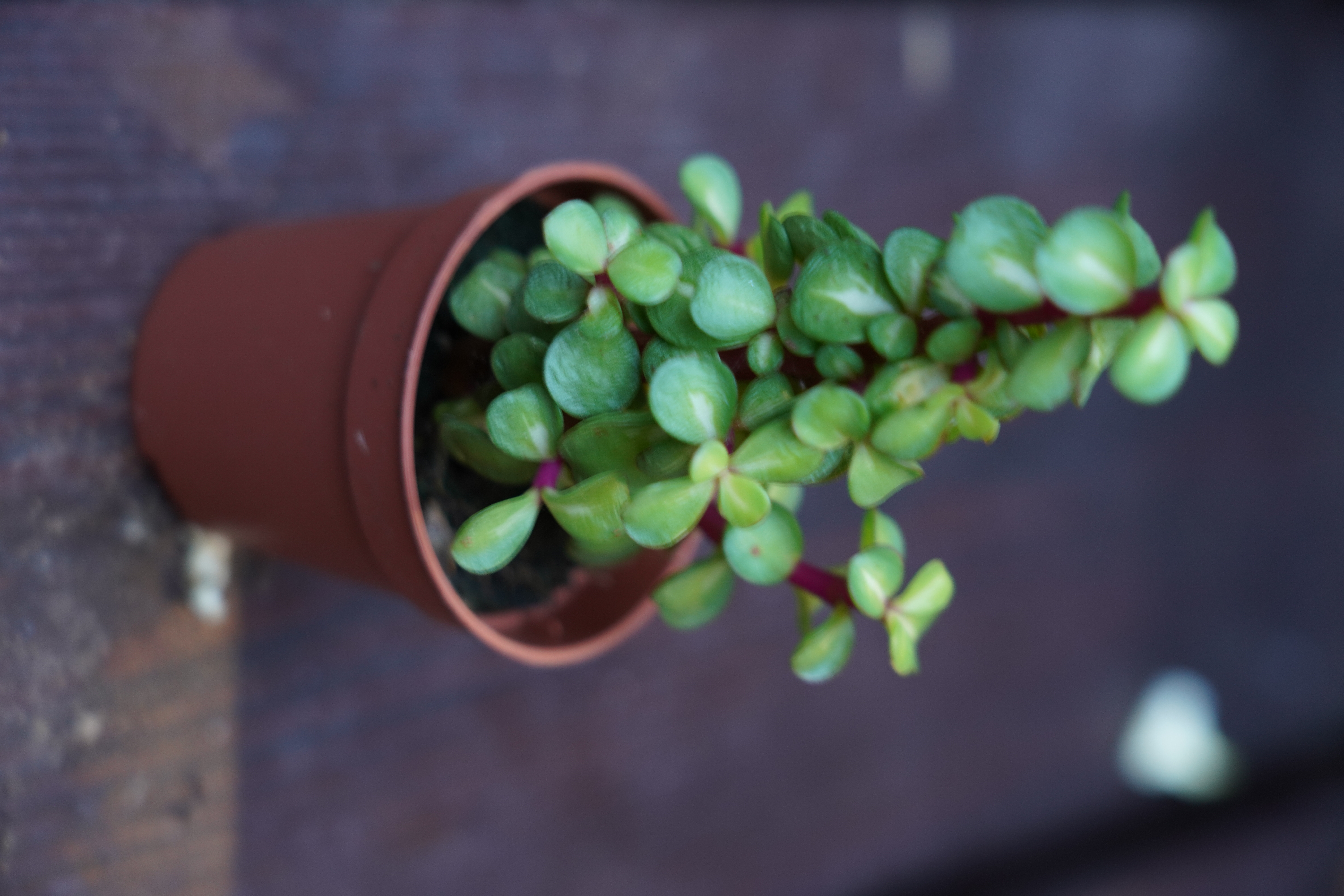 Portulacaria afra 'Medio-picta'