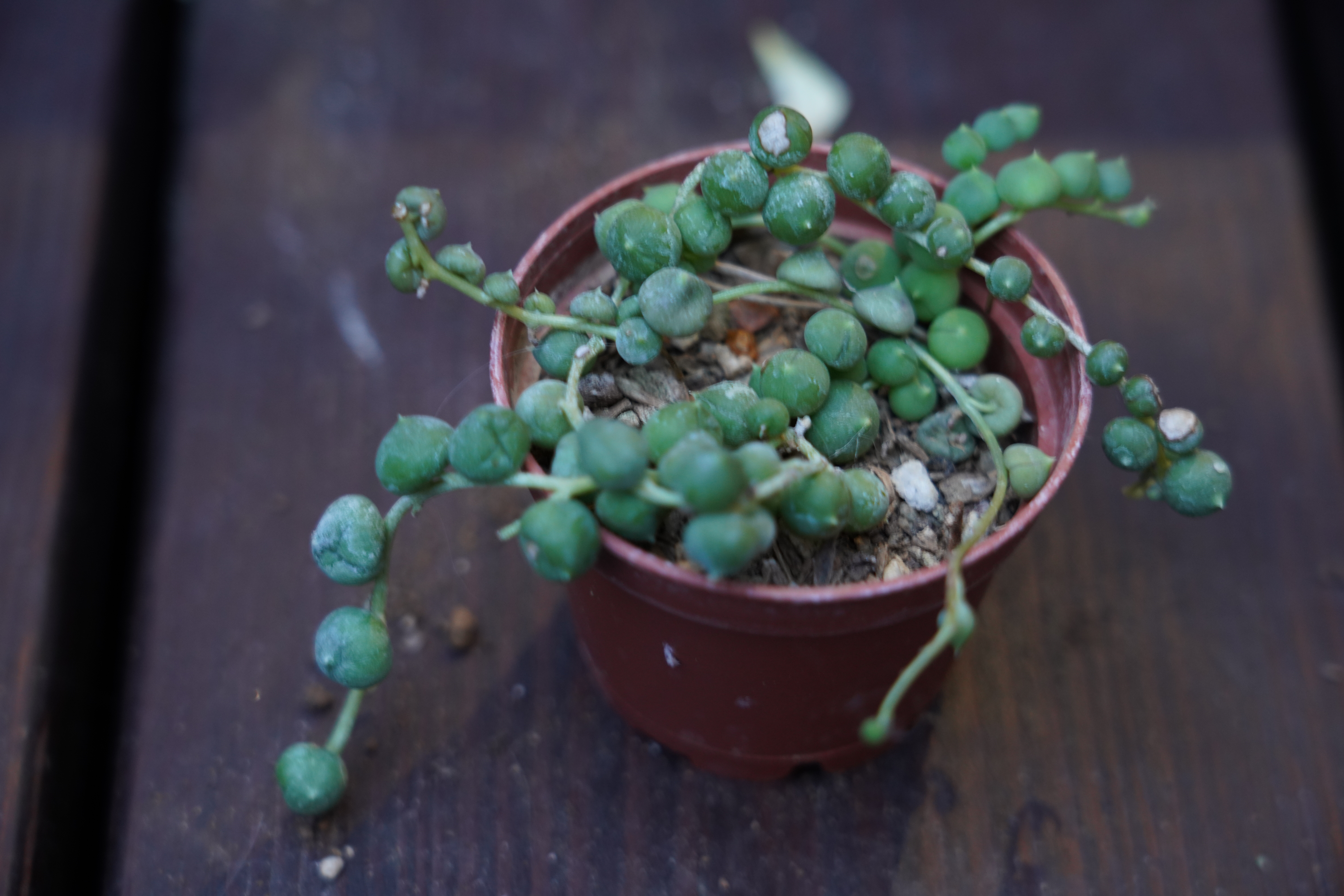 Senecio (Curio)  Rowleyanus