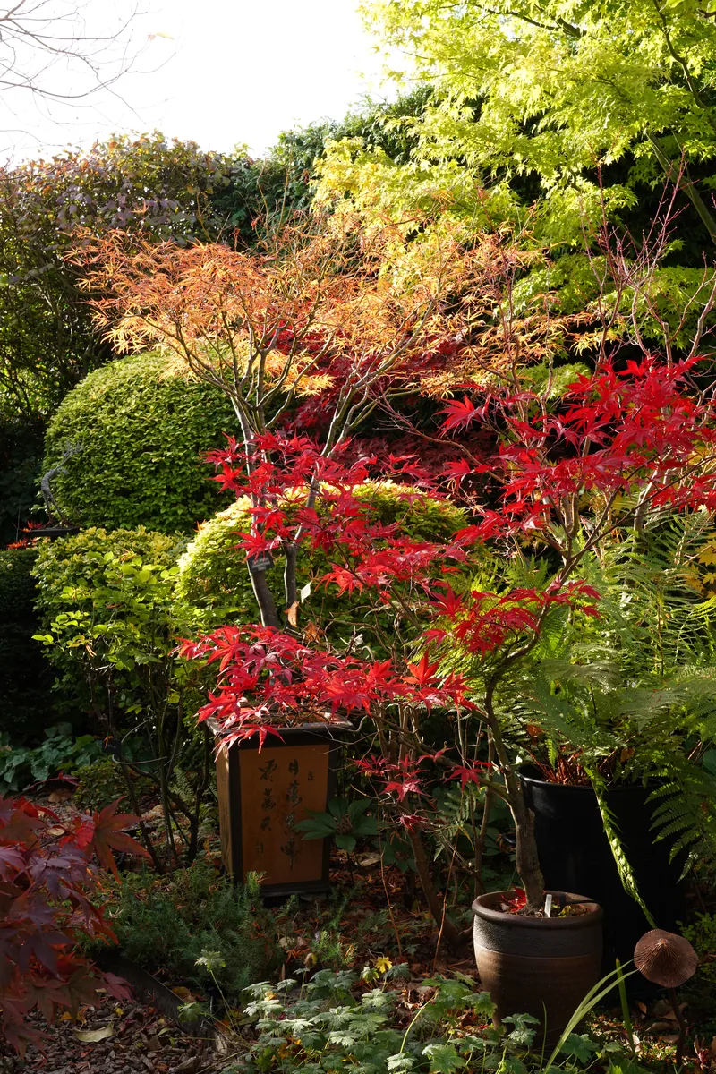 Acer Corner